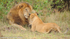 Tenderness between the lion and his cub.