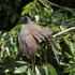 Snail Kite with wings spread, Panama
