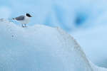 Sabine's Gull resting on iceberg, Jokulsarlon, Iceland