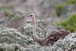 Ostrich (female) foraging in bushes, Cape Peninsula, South Africa