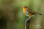 Robin M 140116 2