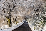 Snowy road in Wildboarclough