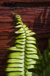 Redwood Fern