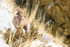 Bighorn Sheep pauses and looks, Yellowstone National Park