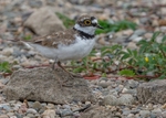Little Ringed Plover 1