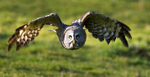 Great Grey Owl