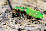 Tiger Beetle