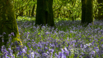 Snowdonia bluebells
