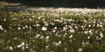 Cotton grass, near Ulva, Isle of Mull, Scotland