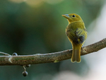 Summer Tanager (female), Costa Rica