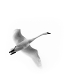 TUNDRA SWAN IN FLIGHT - BIG CREEK