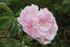 PinkRose