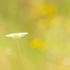 Late Summer Impression