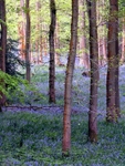 Bluebells at Soudley 1