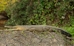 Faux gavial