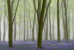 BlueWood portfolio