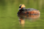 Slavonian Grebe portfolio