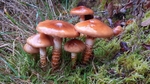 Girdled Webcap