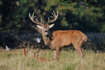 Red Deer