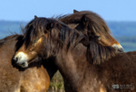 Exmoor ponies