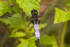 Black-tailed Skimmer on Bramble