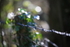 Leaf and Wire 2