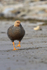 Upland Goose approaching on beach, Carcass Island, Falklands