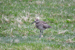 Whimbrel