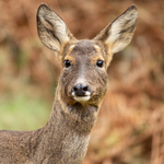 Roe Deer