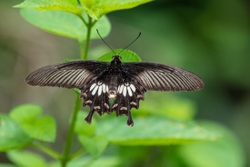 Common Rose