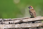 Tree Sparrow, back view, Bali
