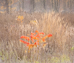 OCTOBER MEADOW - NORFOLK COUNTY