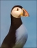 IMG_7793 Puffin