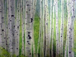 Colorado Springtime Aspen I 