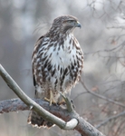 Red-tailed Hawk