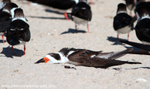 FLB046: Black skimmer