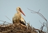 White Stork