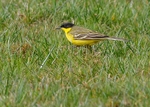Black-headed Wagtail 1