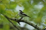Pied Flycatcher