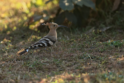 Eurasian Hoopoe, Bandhavgarh, India
