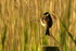 Reed Bunting - RSPB Frampton Marshes