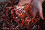 HTF003: Langoustines