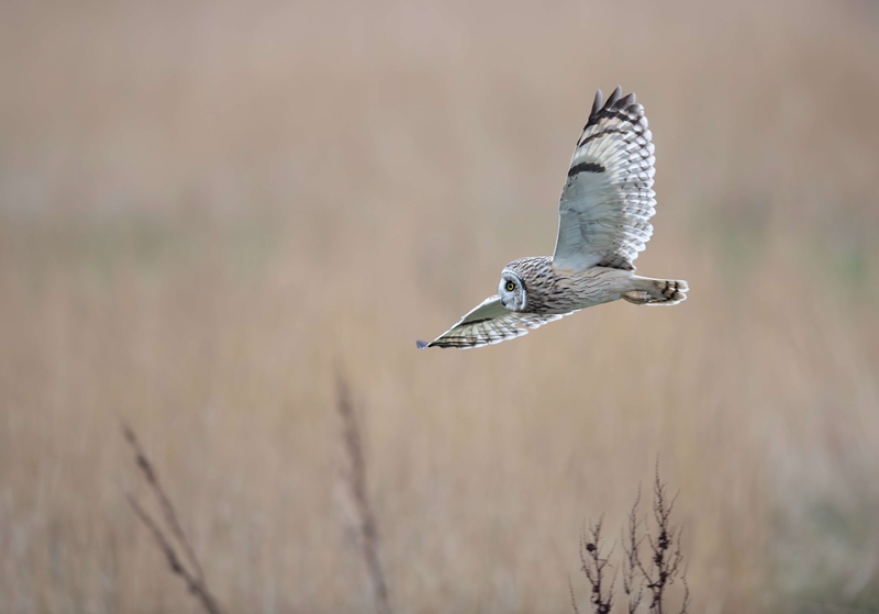 Short Eared Owl