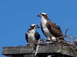 Osprey_0017
