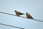 Turtle Doves
