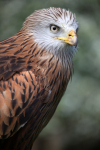 Red Kite _AGT058
