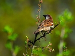 House Sparrow