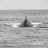 Juneau and Humpbacked Whales-145