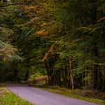 New Forest portfolio