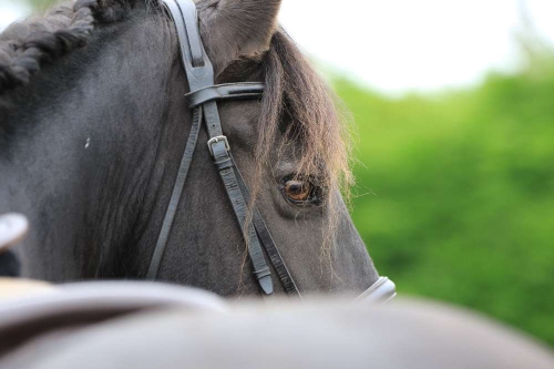 sidesaddle Clinic 5th july 2026